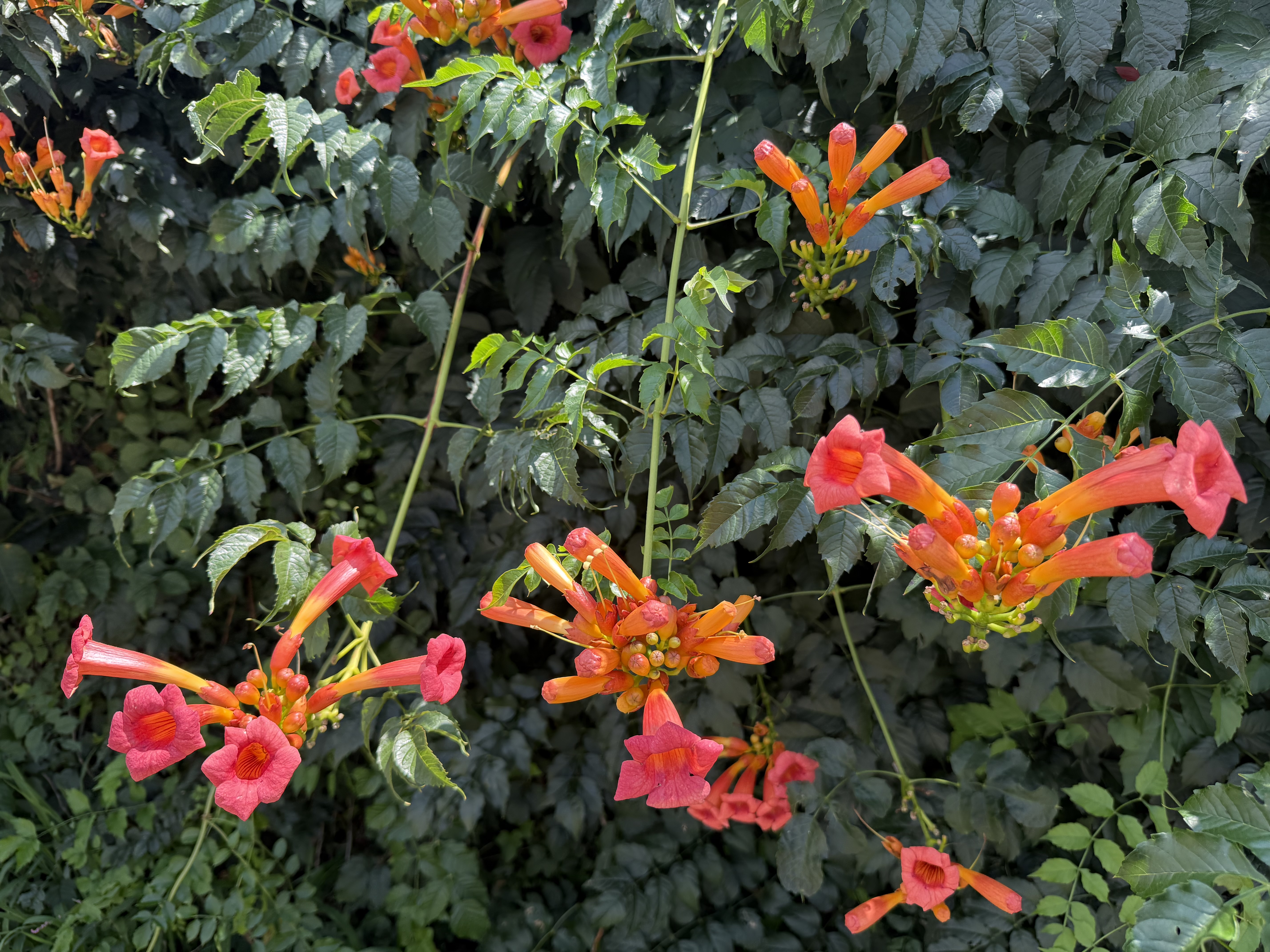 Trumpet creeper flowers and leaves. Dark pink and orange trumpet-shaped blooms against dark green leaves.