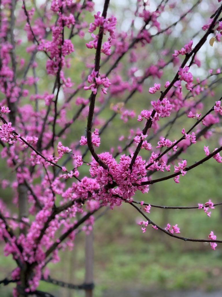Newly blossoming dark pink Eastern redbud in early spring.
