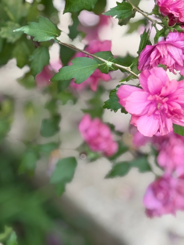 Pink Rose of Sharon blooms