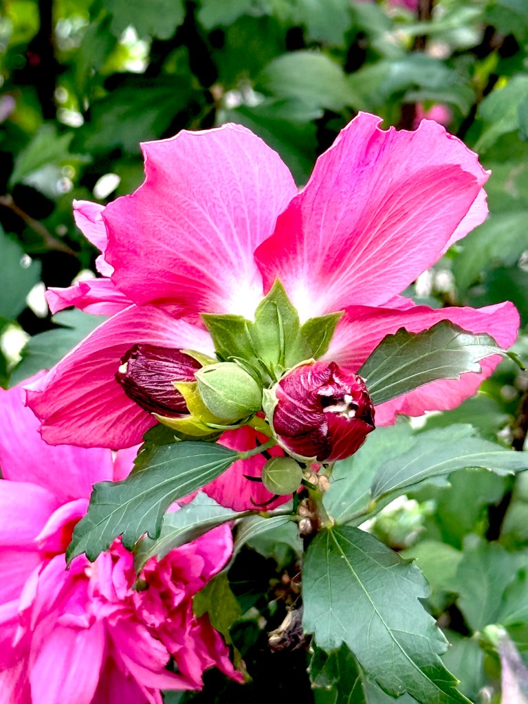 Pink Rose of Sharon blooms and darker pink buds.