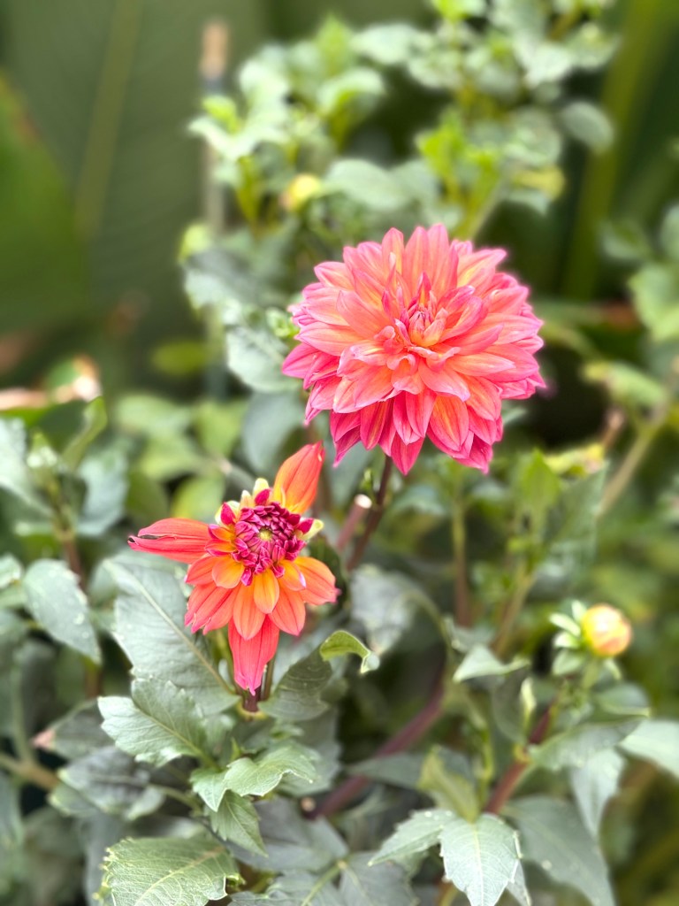 Bright pink and orange dahlia blooms