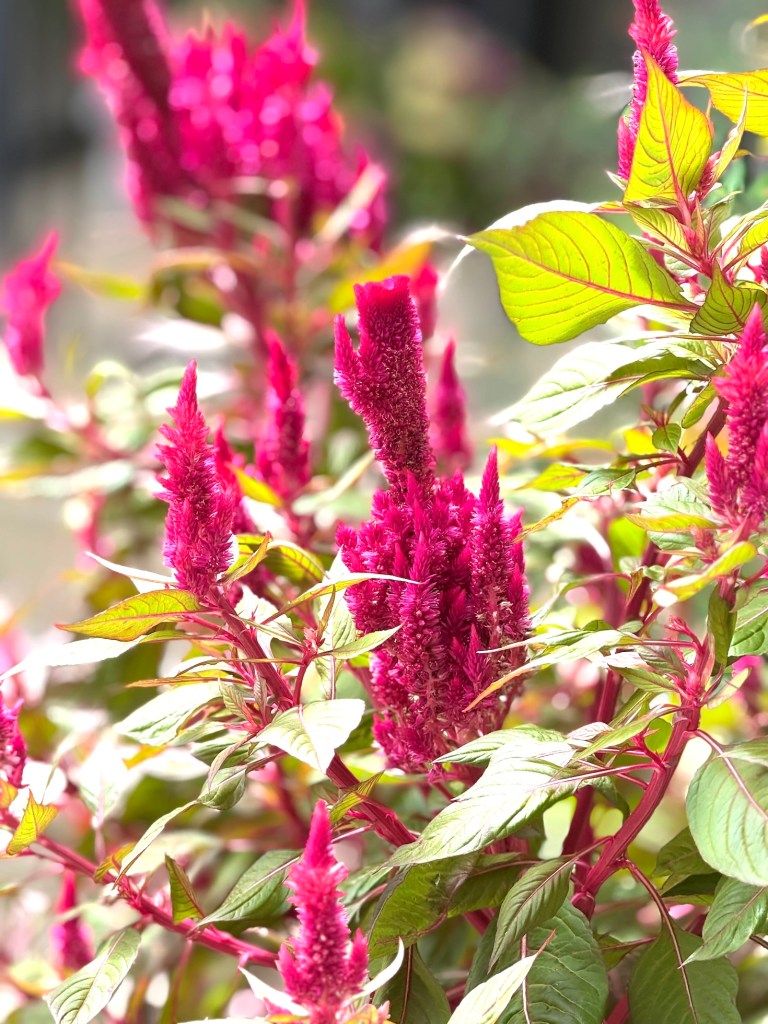 Dark pink celosia plant
