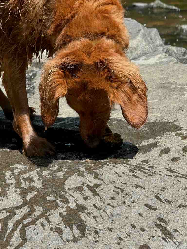 A chestnut haired dog looking down and sniffing water on a grey rock by a creek. We see the dog's head, neck and from legs only.